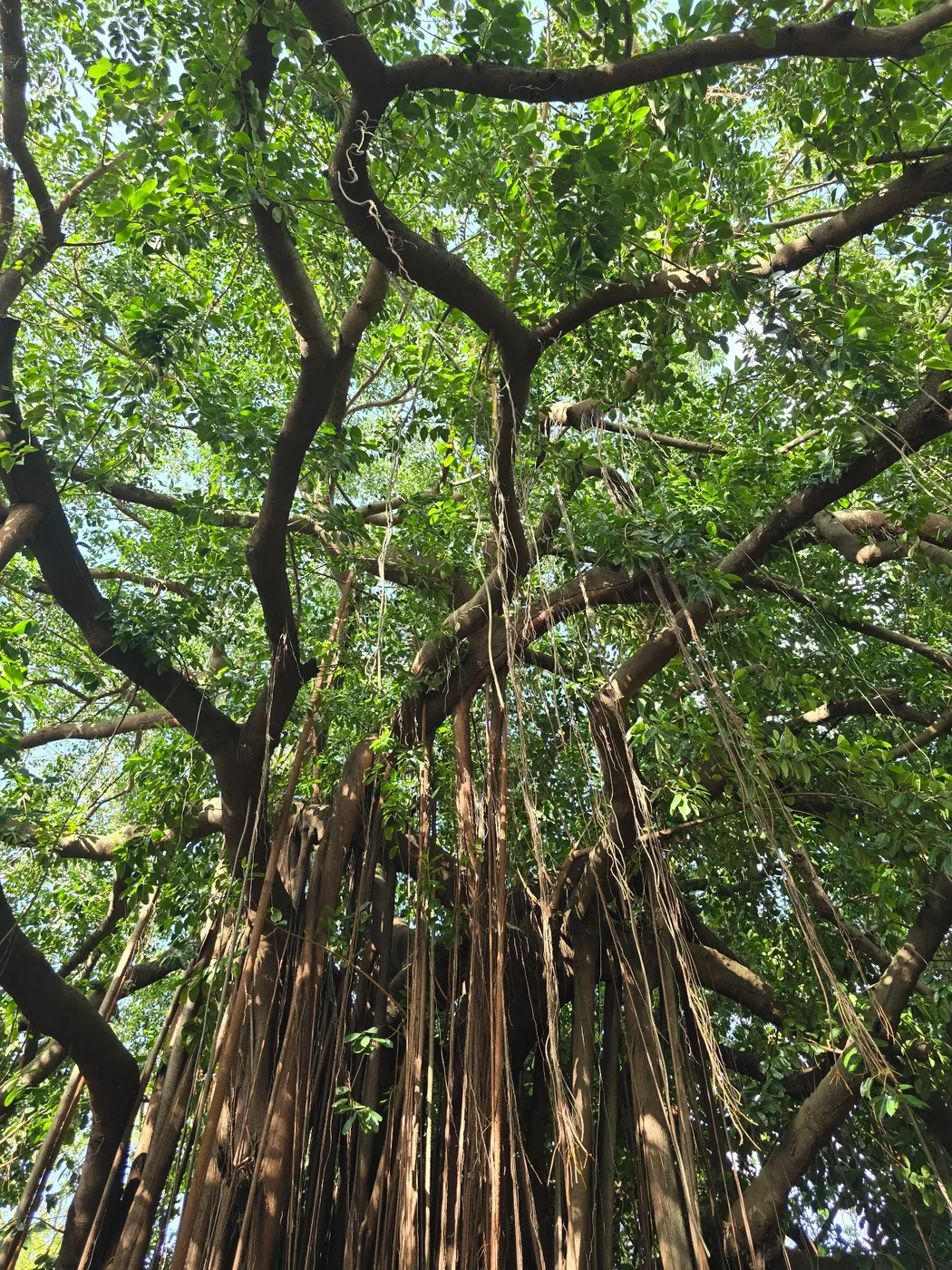 Tropical nature in Panama